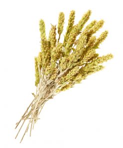 1kg x whole panicles (Organic Greek Mountain Tea)